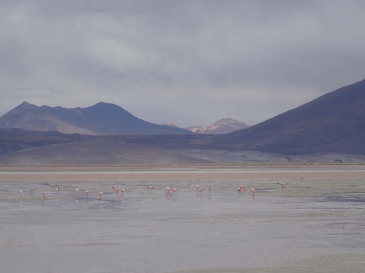 Anden Flamingos, Salar de Ascotan - Chile